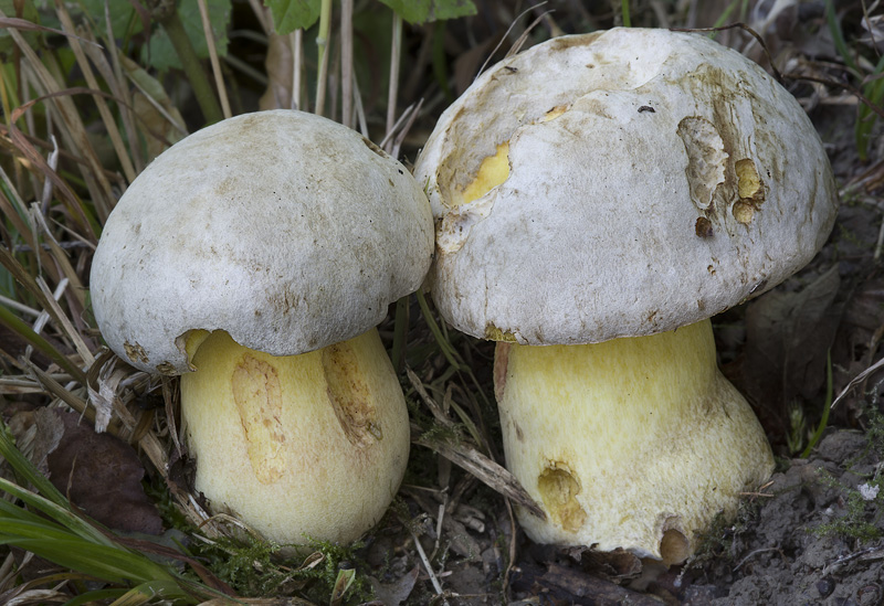 Boletus fechtneri